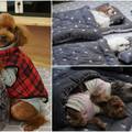 Ove fotke će vam uljepšati dan: Medeni psići imaju svoj 'vrtić'