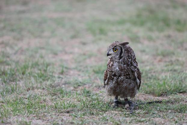 Otvoren je  13. Srednjovjekovni festival u Svetvinčentu