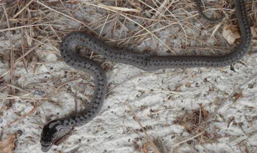 Bliski susret u vrtu: Zmija mu 'provirila' iz trave dok je kosio