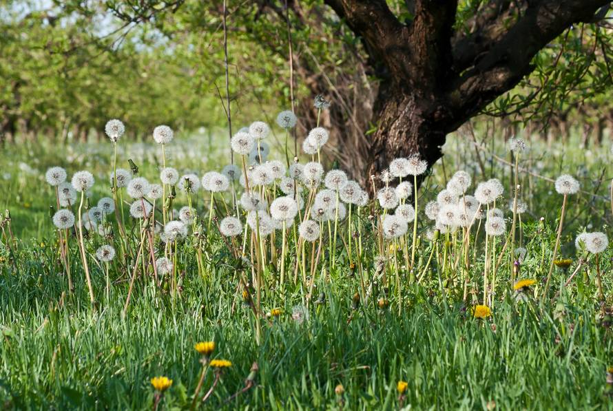 Pustite korov da raste: To je izvor hrane za brojne insekte