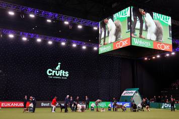 Final day of the Crufts Dog Show in Birmingham