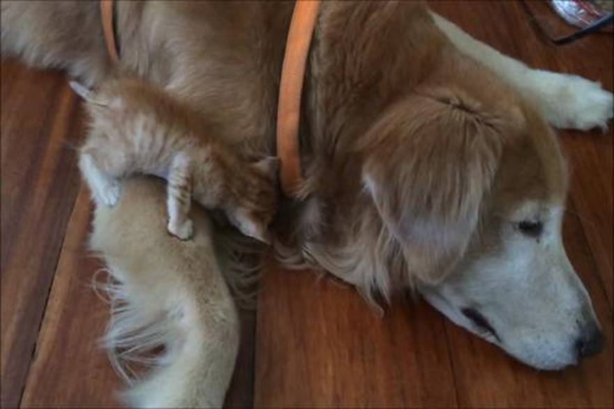 YouTube/KedoandKeelo