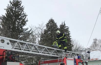 Mačka je tri dana provela na čempresu: Promrzla je i tresla se