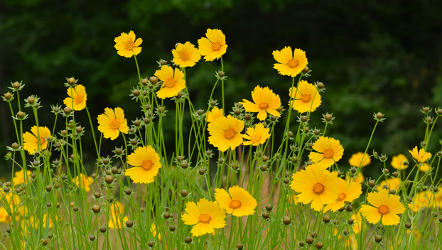 Rujan je idealno vrijeme: Evo koje trajnice treba sada posaditi