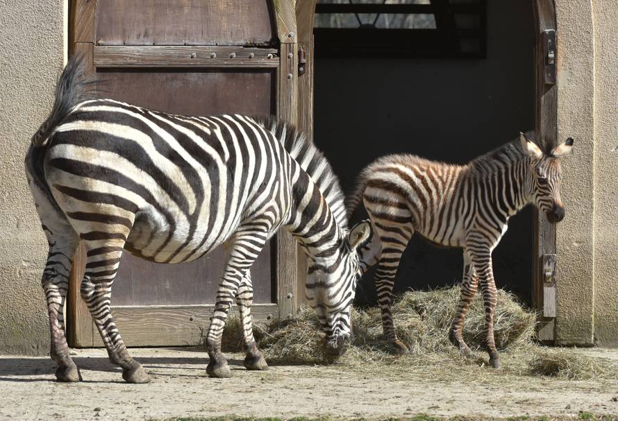 Novopridošlica u zoološkom: Stigao mali zebrić ili zebrica