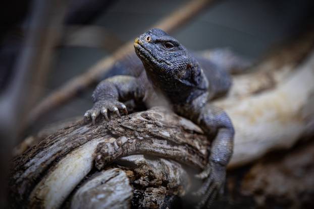 Pogledajte kako izgleda ljeto u zagrebačkom Zoološkom vrtu