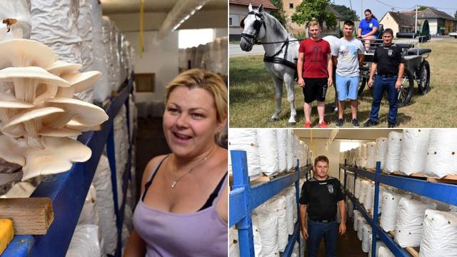 Naš savršen spoj su Lipicanci i bukovače, konji 'hrane' gljive