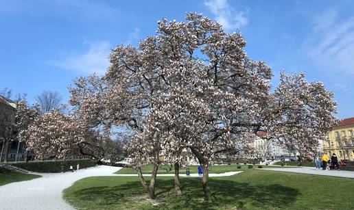 Stara magnolija sramežljivo je pokazala svoje prve cvjetove