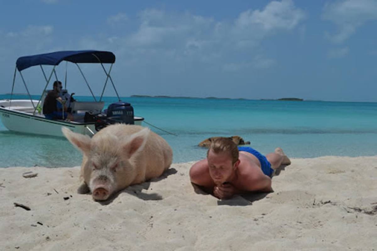Пиг-Бич остров свиней в Карибском море