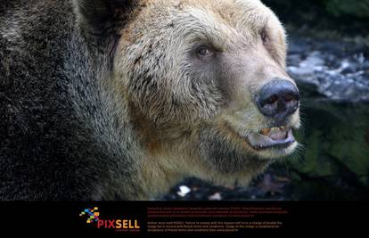 Europska unija osudila je RH: Ne smijete progoniti medvjeda