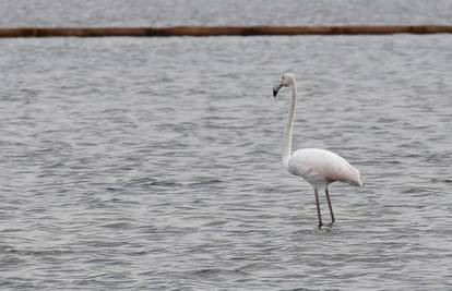 Rijedak fenomen: Flamingo je prošetao bazenima soli u Ninu
