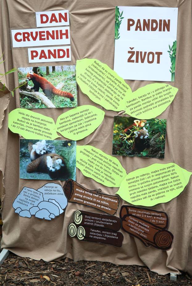 Zagreb: Međunarodni dan crvenih pandi u Zoološkom vrtu