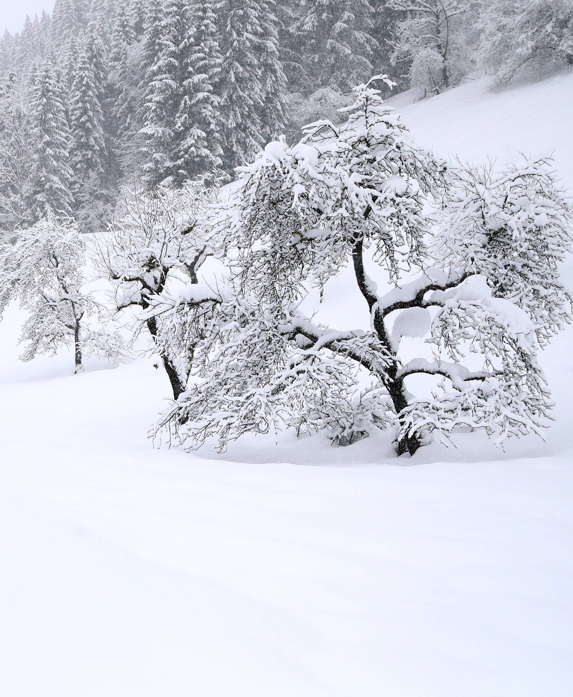 Trees are covered with snow during heavy snowfall near Goestling