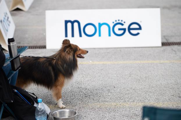 U Zaprešiću održana CAC nacionalna izložba pasa