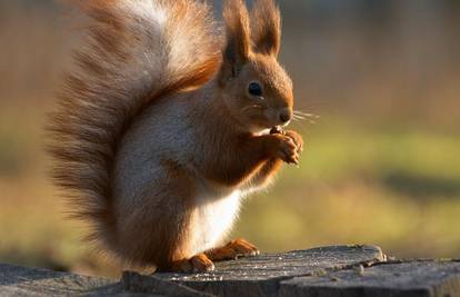 Ljupki glodavci: Vjevericama je rep dug koliko i cijelo tijelo