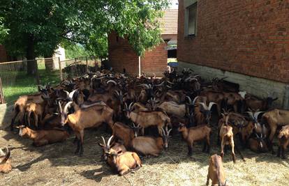 Boje se zaraze: Napuštene i gladne koze teroriziraju selo