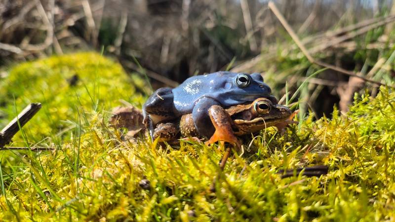 FOTO Smeđi žapci zbog ljubavi totalno promijene svoju boju
