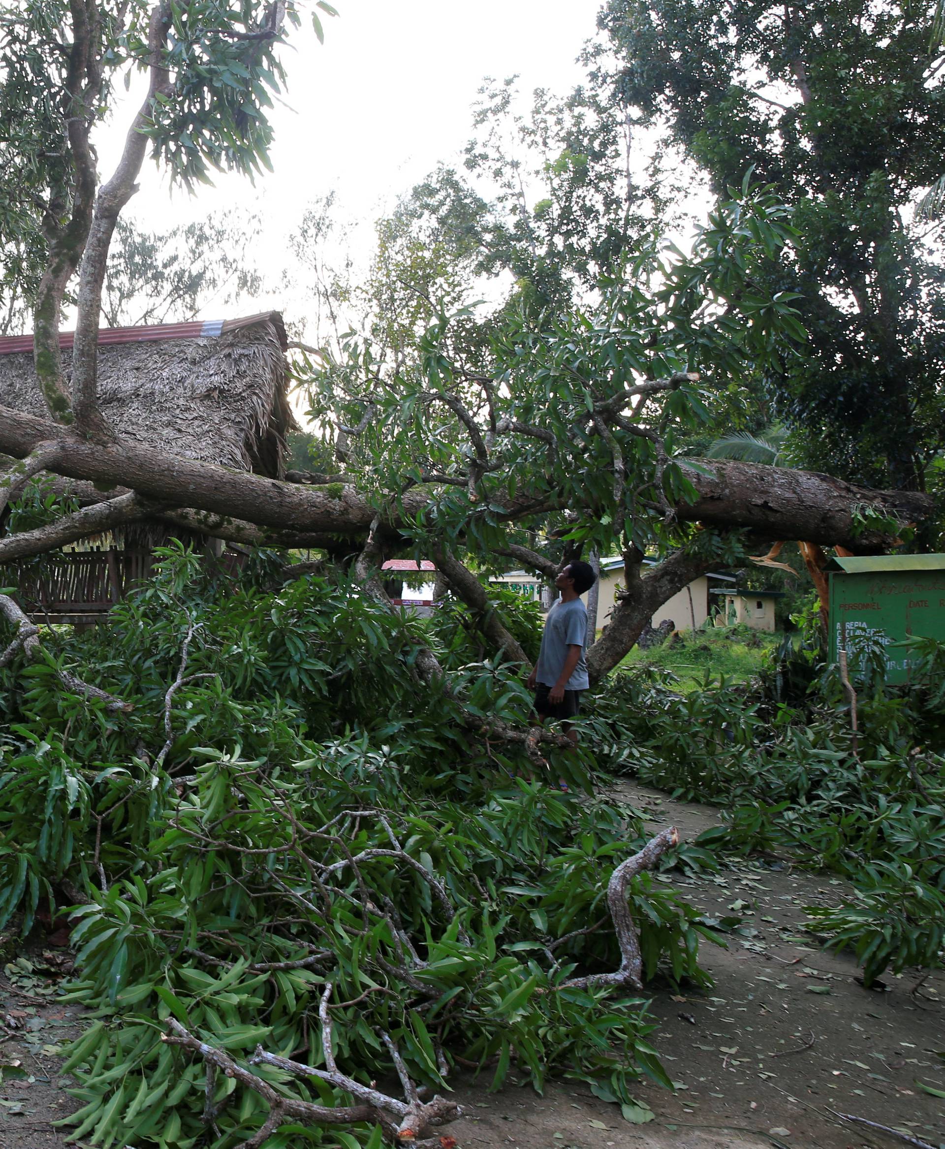 A resident looks at a tree uprooted by strong winds brought by Typhoon Nock-ten which cut through Camarines Sur, Bicol region