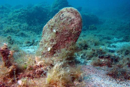 Znanstvenici na Brijunima pronašli žive periske: Njih devet prebačeno je u pulski Aquarium