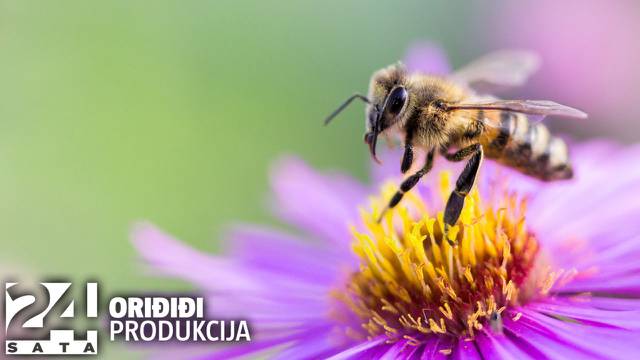 Kako izbjeći ubod pčele?: Evo nekoliko savjeta koji bi vam mogli pomoći da to spriječite