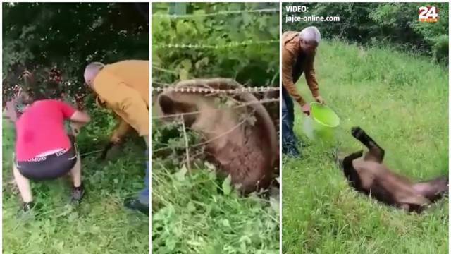VIDEO Spašavali medvjedicu iz žice: Mještani je osvježili vodom