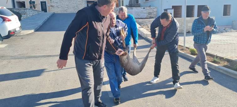 'Ima li soba za mene?' Neobičan gost ušetao u hotel u Istri, lovci ga morali odnijeti na slobodu