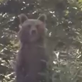 VIDEO Bliski susret u Korenici! 'Medvjed je ustao na stra&zcaron;nje noge kada me vidio...'
