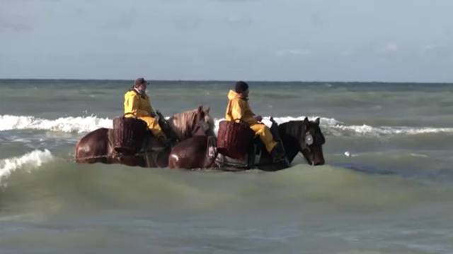 VIDEO Ribolov na konjima stara je tradicija koja se odvija samo na jednom mjestu u svijetu