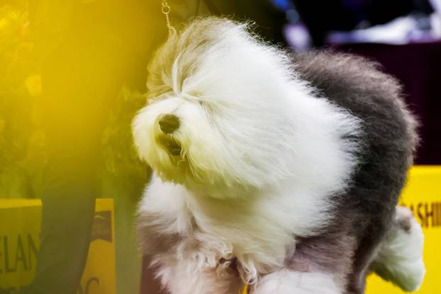 150th Annual Westminster Kennel Club Dog Show in New York City