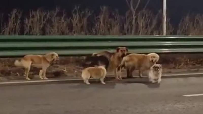 VIDEO KAKVA ODANOST Čopor pasa prešao 17 km da se vrati kući: 'Pobjegli su otmičarima'