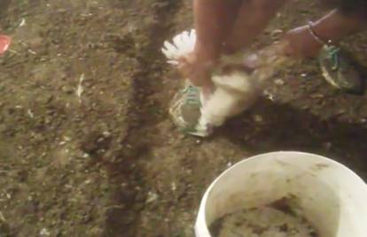 Šokantna snimka procurila u javnost: Strava na farmi pilića 