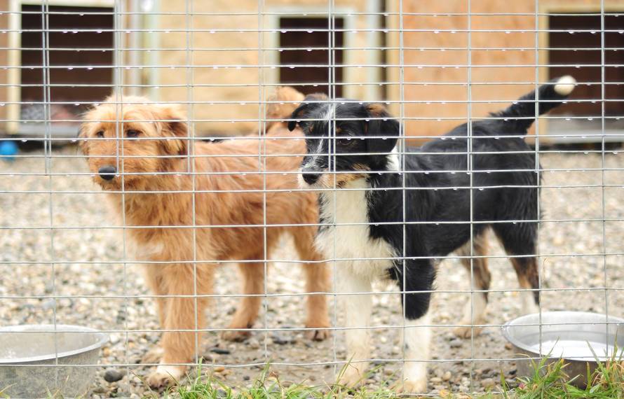 Sedam savjeta: Kako brinuti o ljubimcima tijekom pandemije