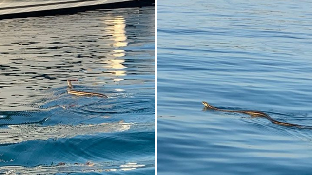 Najveća europska zmija u moru kod Šibenika: Snimili je turisti