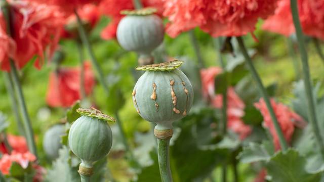Proizvodnja opijumskog maka u Afganistanu pala za 95 posto nakon zabrane talibana