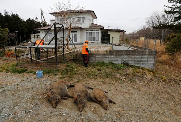 Wild boars which killed by a pellet gun in a booby trap, are seen at a residential area in an evacuation zone near TEPCO