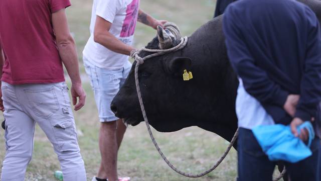 Nesreća na bikijadi u Radošiću,  bik ozlijedio muškarca