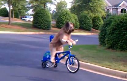 Norman je pas koji vozi bicikl, romobil i skateboard