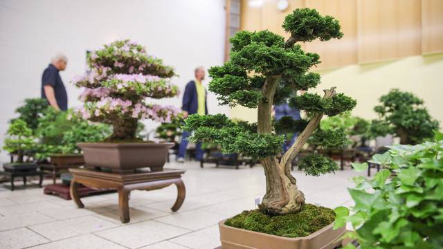 Bonsai exhibition in Leipzig