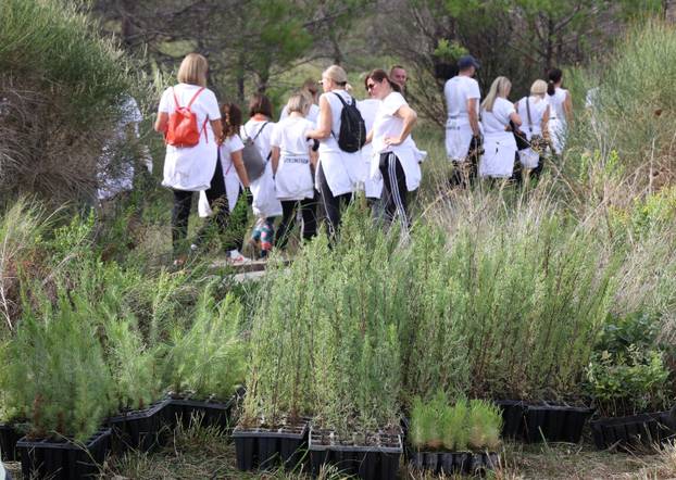 Grebaštica: Više od tri stotine volontera i izviđača, sudjeluje u najvećoj europskoj volonterskoj akciji pošumljavanja požarišta