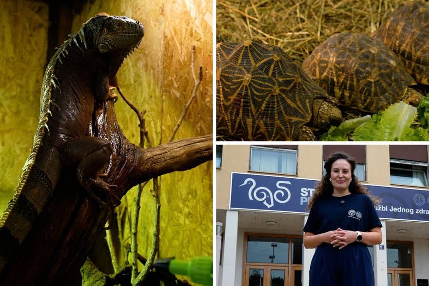 Veterinarski fakultet ima svoju Gmazaru: 'Na&scaron;a iguana &Dstrok;ur&dstrok;a obo&zcaron;ava salate i paradajz'