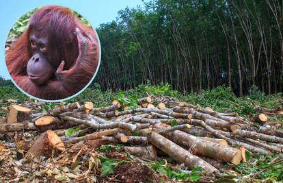 U 40 godina nestalo više od 50 posto populacije orangutana