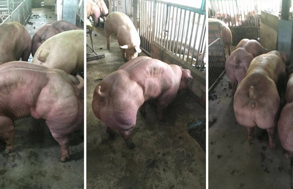 Nabildane svinje: Izgledaju kao Hulk, a tek ih čeka pravi horor