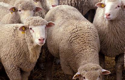 Uginulo 50-ak ovaca: Vlasnici su lešine odbacili u drugo selo