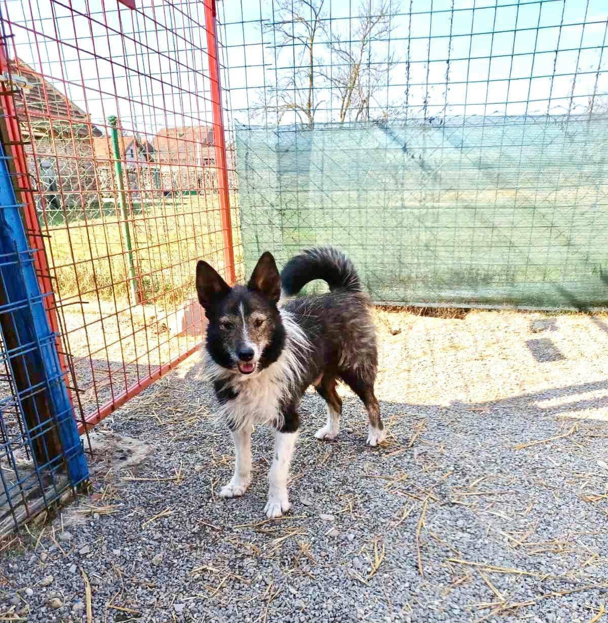 Najtužniji sam pas u Hrvatskoj, tražim dom! Riki već 8 godina živi u azilu i čeka da ga udome