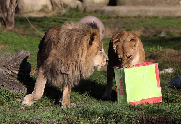 Tradicionalno darivanje životinja u zagrebačkom zoološkom vrtu na Štefanje
