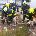VIDEO Inače spretna koza išla u shopping pa upala u šaht dubok 2,5 metra: Spasili je vatrogasci