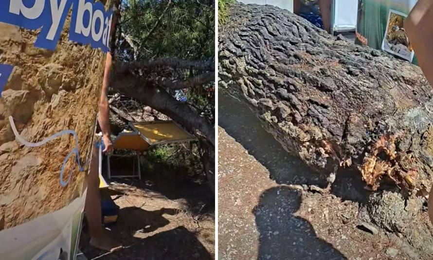 VIDEO DRAMA NA PLAŽI Bor se srušio na kupače u Crikvenici