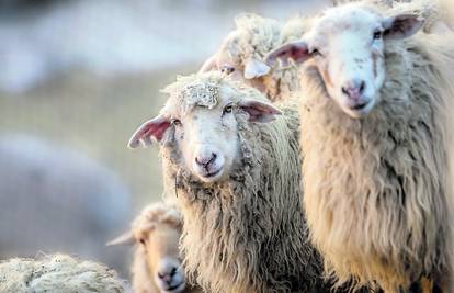 Ovce umjesto trave pojele 100 kg kanabisa: 'Kad sam ušao u štalu imao sam što za vidjeti...'