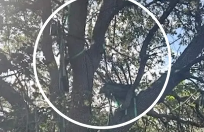 Tajne službe na nogama: Opet pokušali atentat na Trumpa? U stablu našli sumnjivo 'gnijezdo'