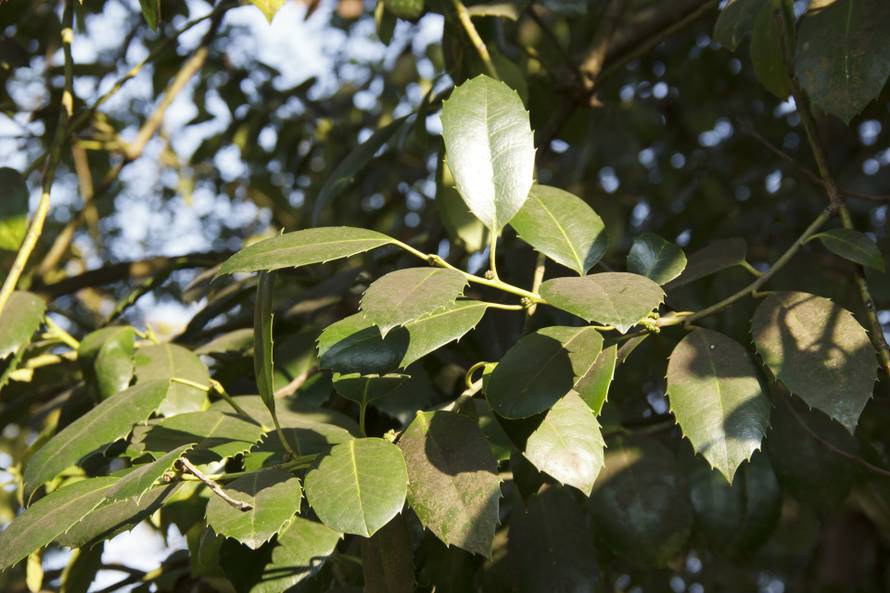 Drvo kamfora: Eterično ulje pomaže kod bolova, ali u većim količinama može biti otrovan